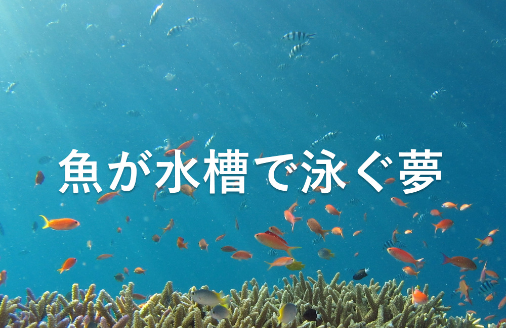 【夢占い】魚が水槽で泳ぐ夢はあなたの感受性を表している？夢占いと夢診断で徹底解説