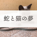 蛇と猫の夢